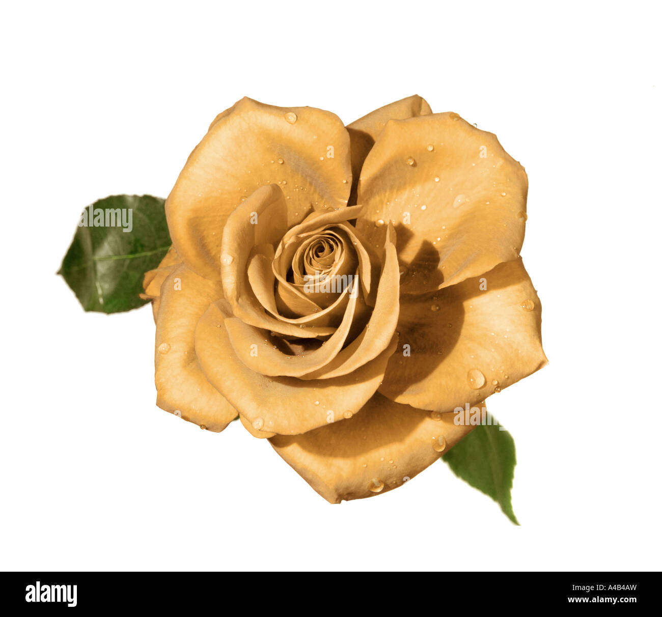 Rosa gialla Foto Stock