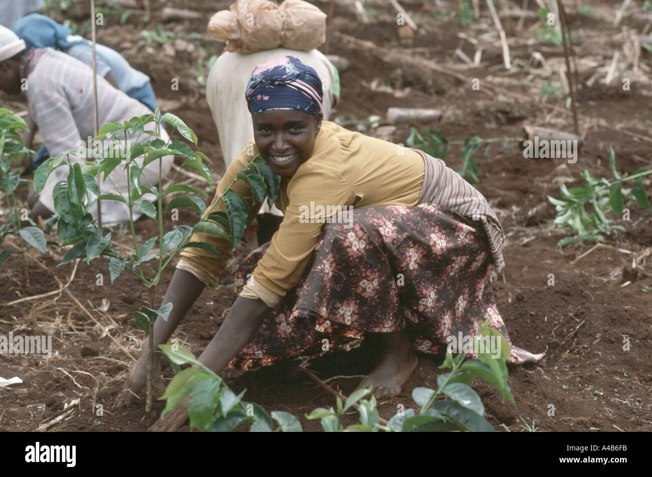 Ragazza di piantare il caffè bush in Kenya Foto Stock