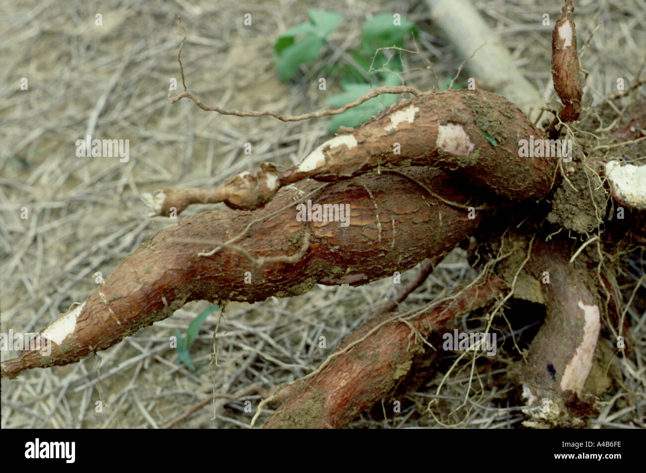 Raccolti di radice di manioca Foto Stock