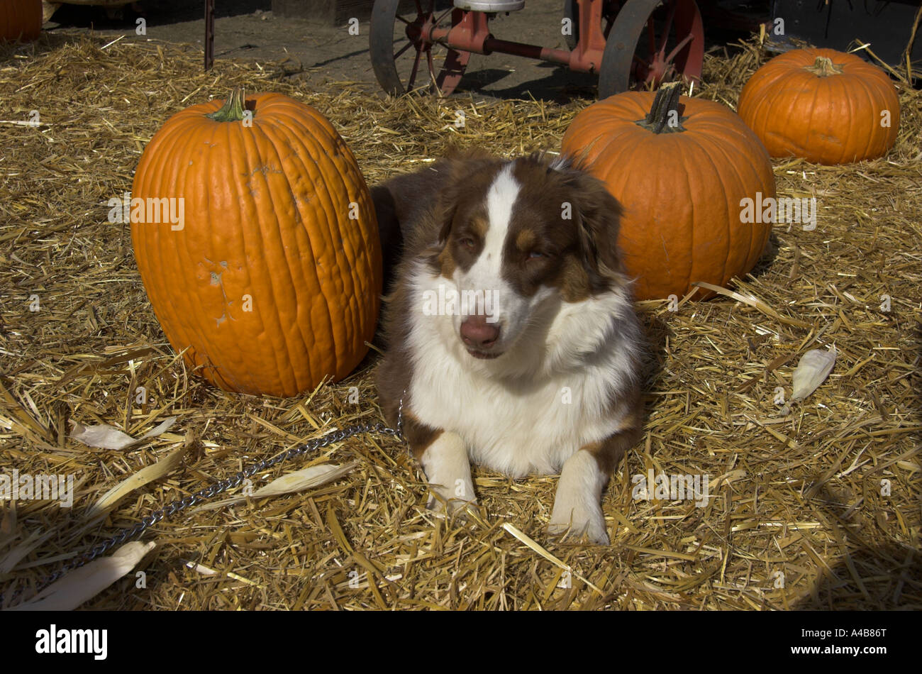 Cane guardia zucche Molly è un 1 anno vecchio rosso tri pastore australiano Foto Stock