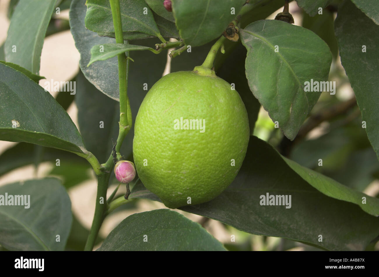 Fiore di limone fiore e frutto della California centrale USA Foto Stock