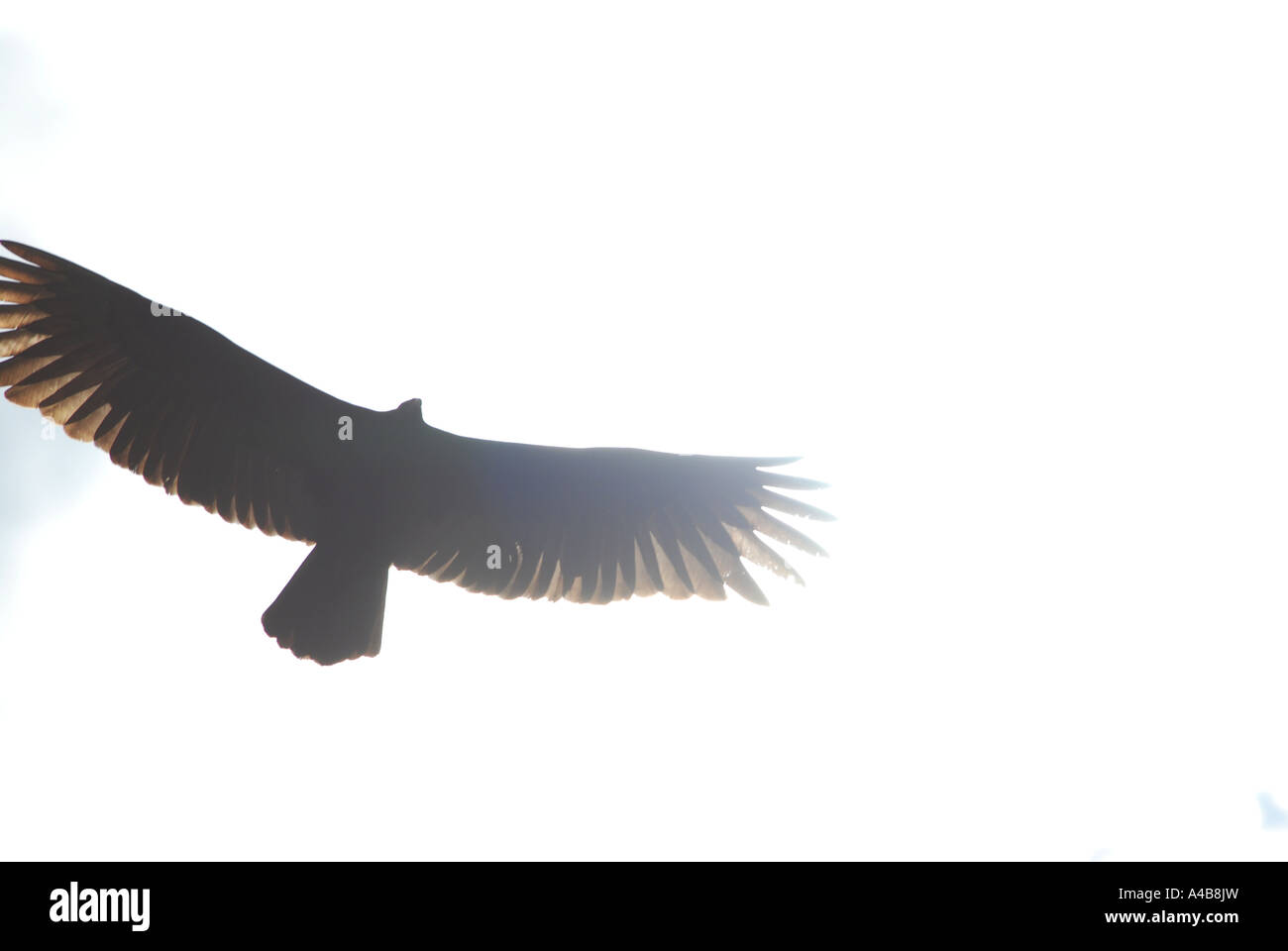 Comune di Black Hawk Buteogallus anthrocinus Parco Nazionale di Tortuguero costa dei Caraibi Costa Rica Foto Stock