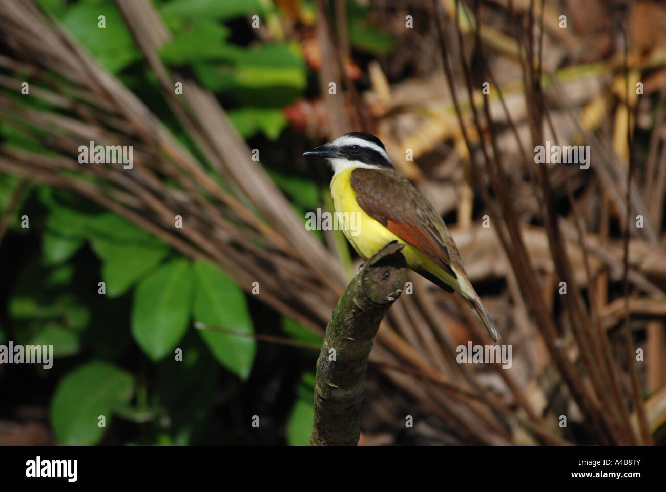 Grande Kiskadee Pitangus sulfuratus Parco Nazionale di Tortuguero costa dei Caraibi Costa Rica Foto Stock