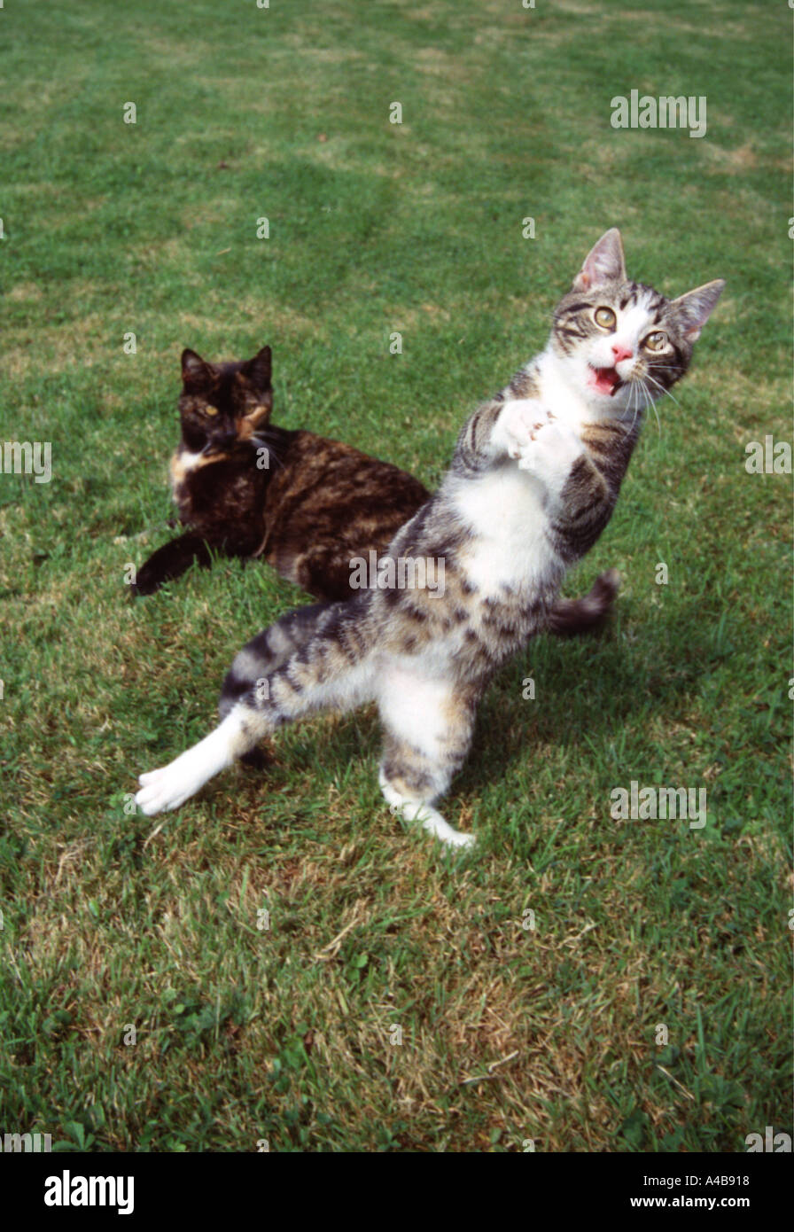 Crazy Gattina Foto Stock