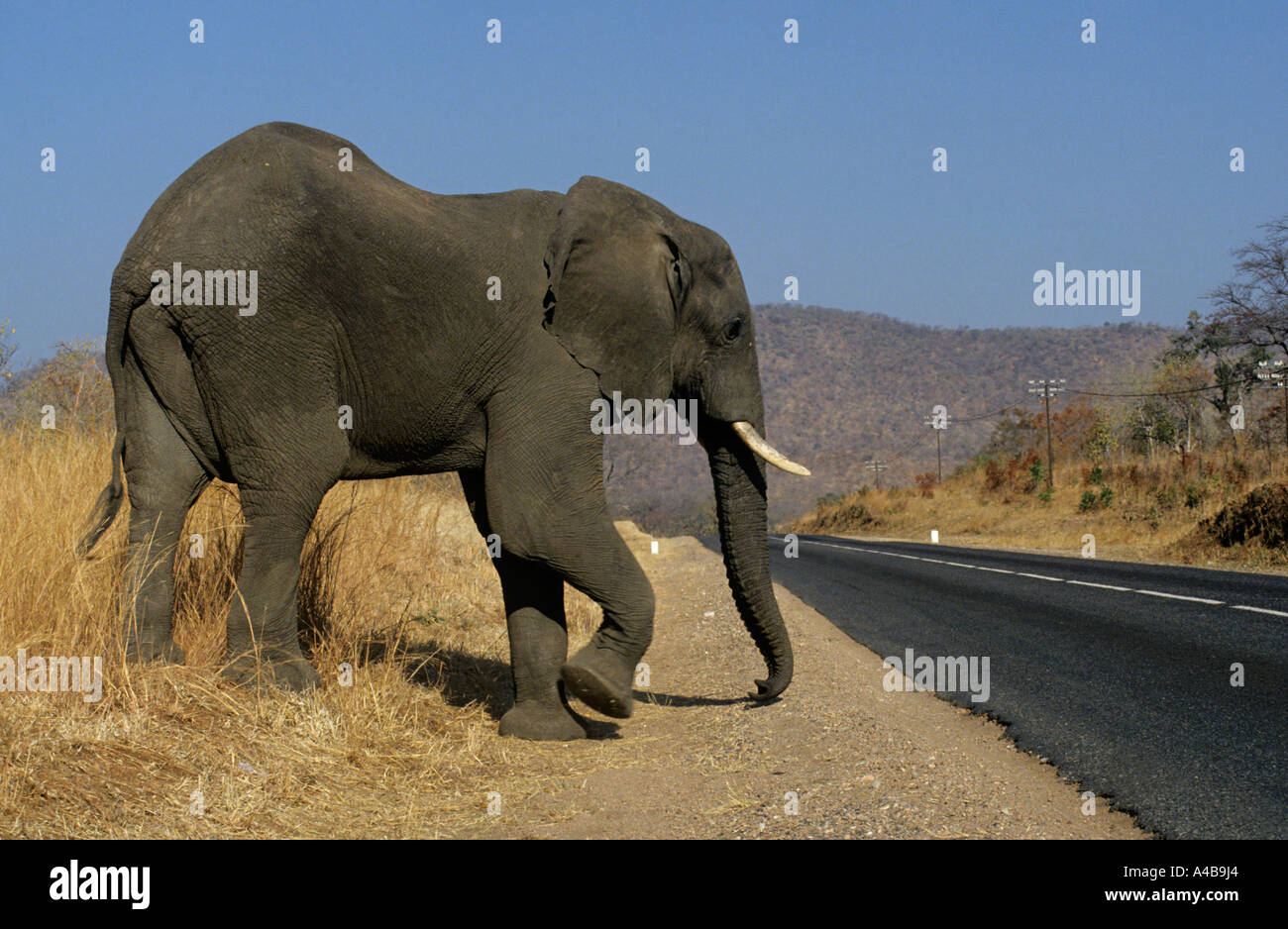 Elefante africano Loxodonta africana strada di attraversamento dello Zimbabwe Africa Foto Stock