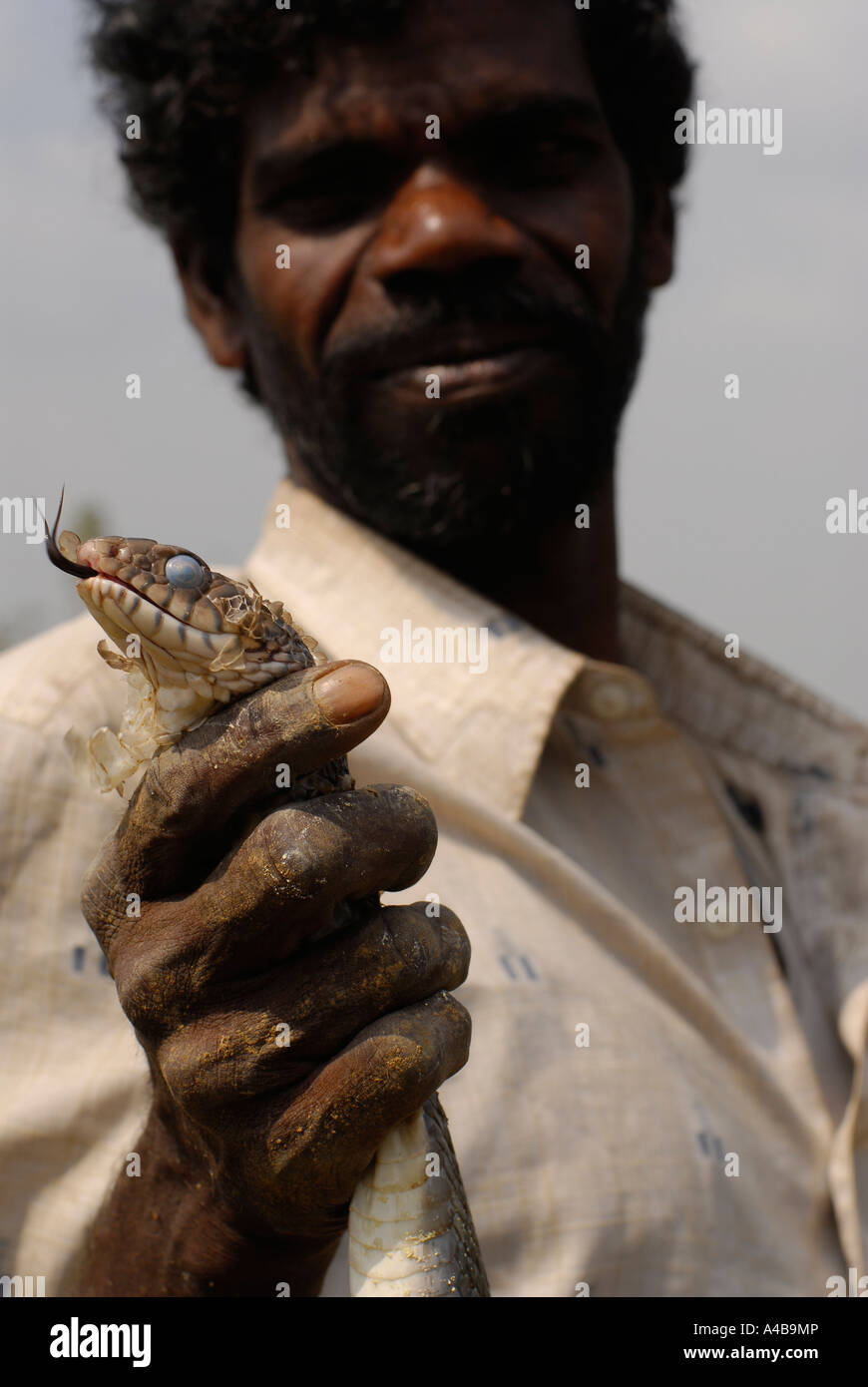 Immagine di stock di tribali dalit pescatore con grandi tipo constrictor snake Foto Stock