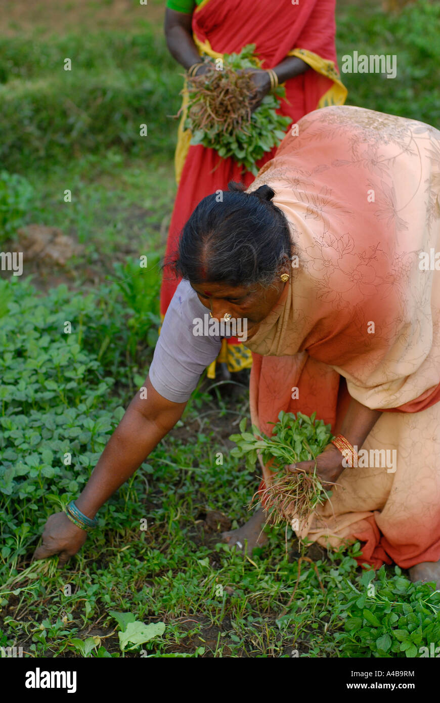 Dalit villaggio tribale di donne in sari luminosi verdi raccolta dal loro villaggio giardino Foto Stock