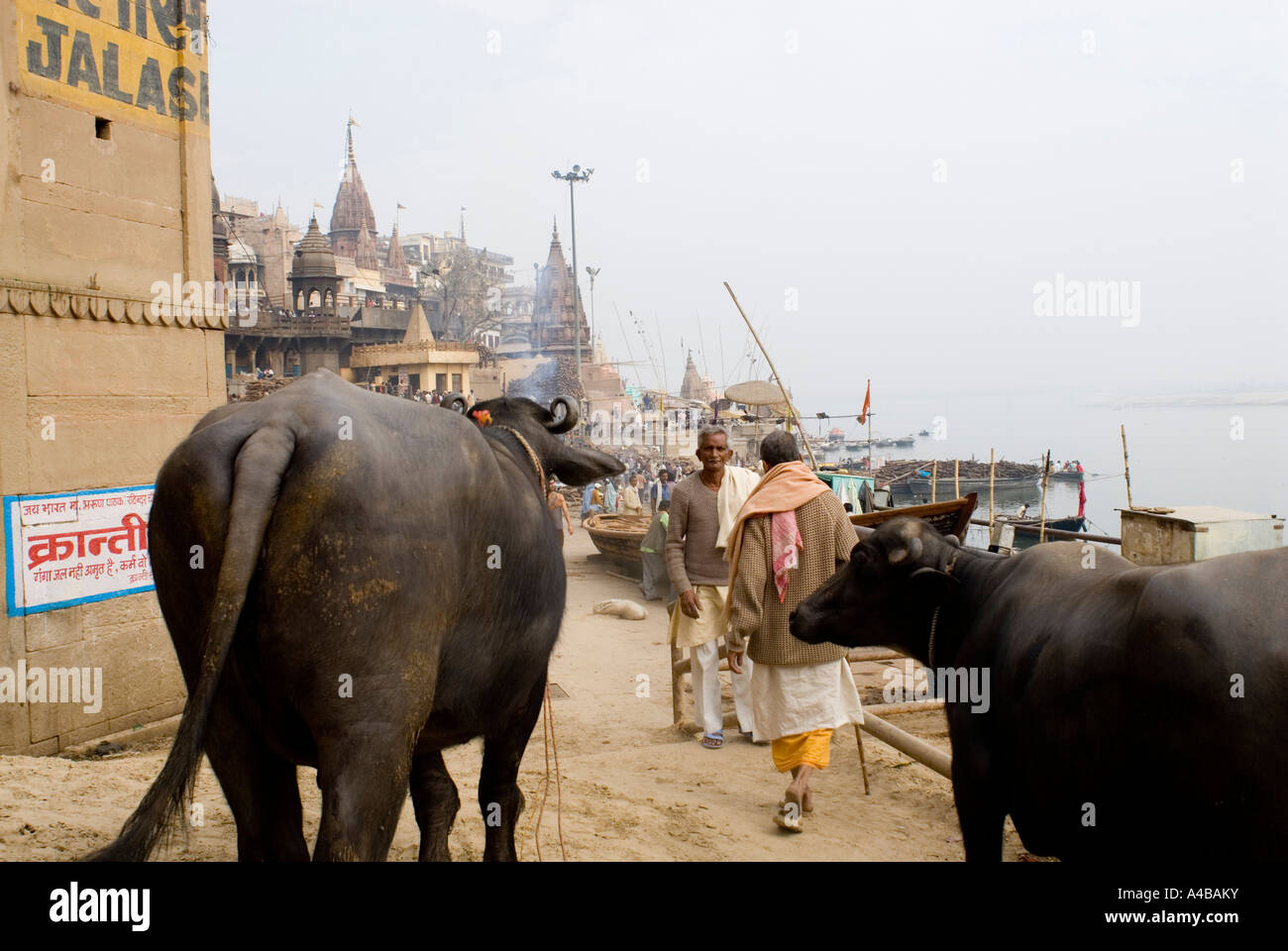 Immagine di stock di bufalo d'acqua vicino Mahashivaratri ghat la burnng ghat o cremazione ghat di Varanasi India Foto Stock Immagine di stock di bufalo d'acqua vicino Mahashivaratri ghat la burnng ghat o cremazione ghat di Varanasi India Foto Stock