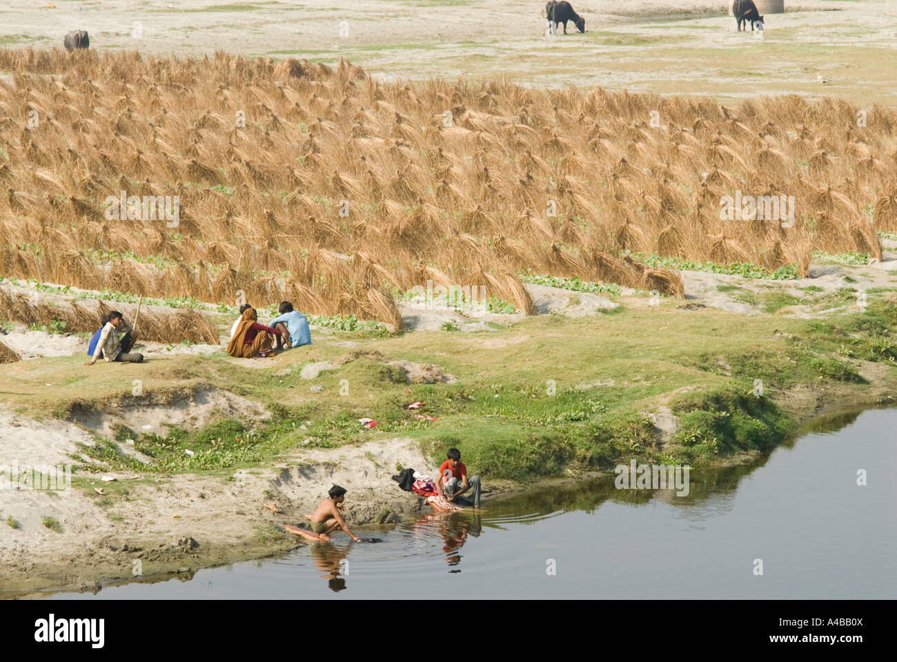 Immagine Stock delle andane e piante di anguria con contadini indiani e gli agricoltori lungo la pianura alluvionale del fiume Yamuna Agra Foto Stock Immagine Stock delle andane e piante di anguria con contadini indiani e gli agricoltori lungo la pianura alluvionale del fiume Yamuna Agra Foto Stock