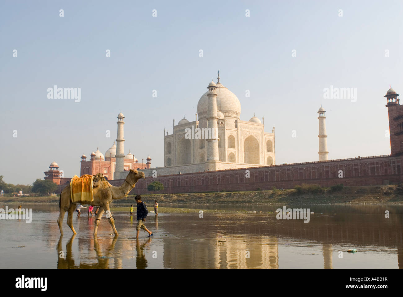 Immagine di stock di Taj Mahal di tutto il fiume Yamuna con andane per piante di cocomero e ragazzo indiano che portano un cammello Foto Stock Immagine di stock di Taj Mahal di tutto il fiume Yamuna con andane per piante di cocomero e ragazzo indiano che portano un cammello Foto Stock