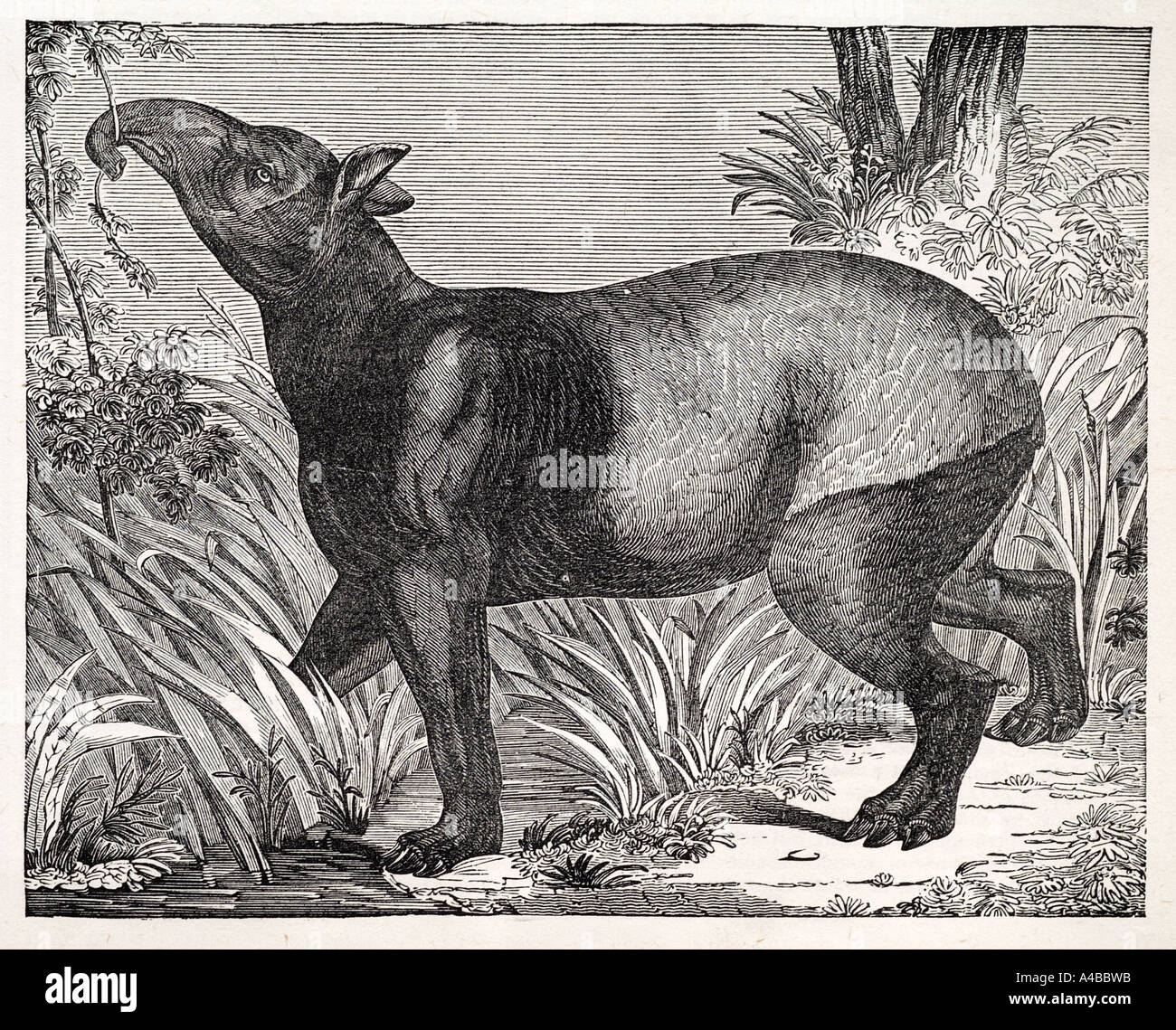 Il tapiro indiano mammifero erbivoro natura mondo naturale profilo di zoologia giungla selvaggia tropicale Foto Stock