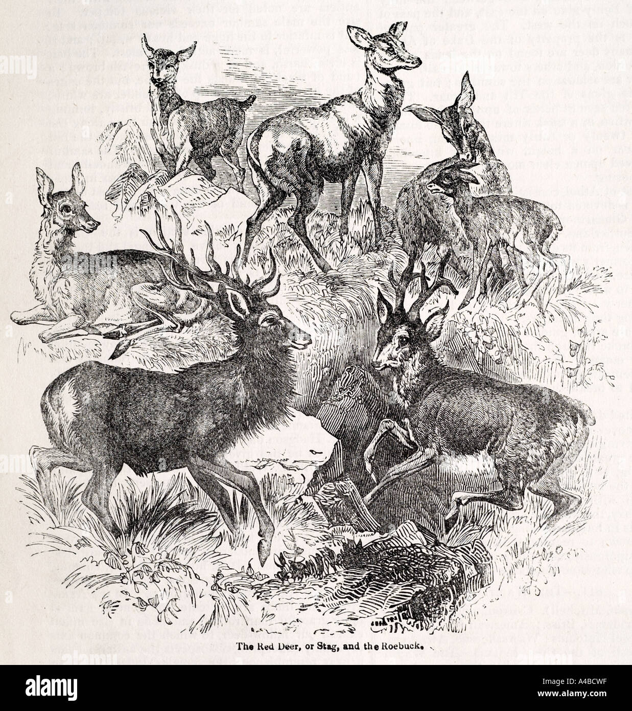 Red Deer stag roebuck cud masticare mammifero erbivoro ungulati ruminanti natura mondo naturale animale corna zoccolo corno selvatica Foto Stock