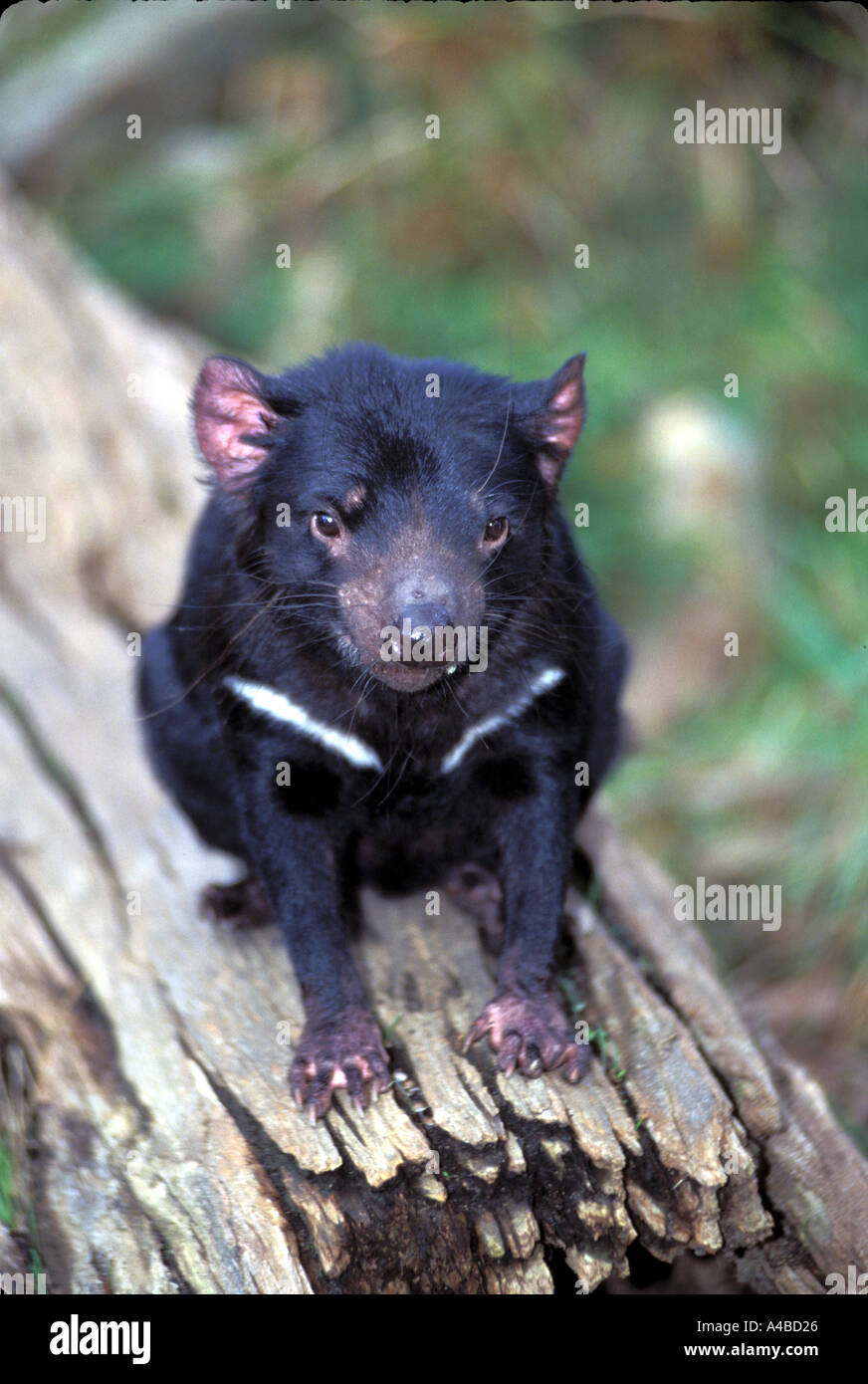 Mammifero diavolo della Tasmania sarcophilus harrisi tasmania australia Foto Stock
