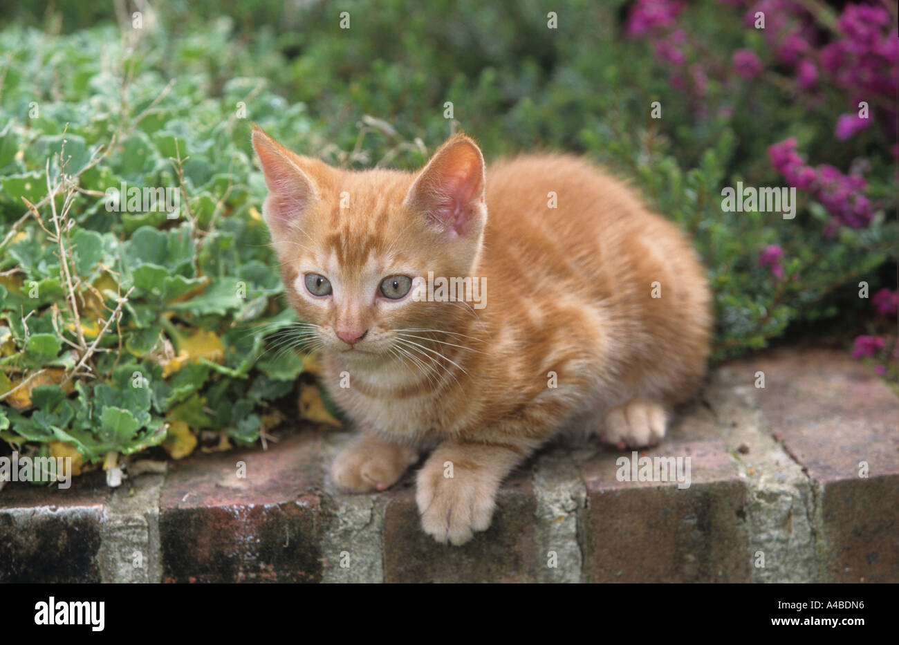 Lo zenzero gattino nel Giardino Foto Stock