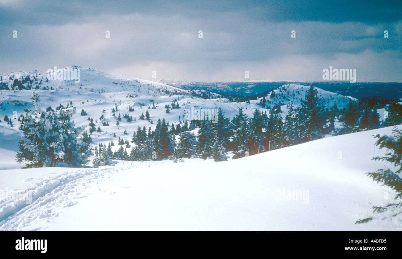 Sci di fondo in Norvegia Foto Stock