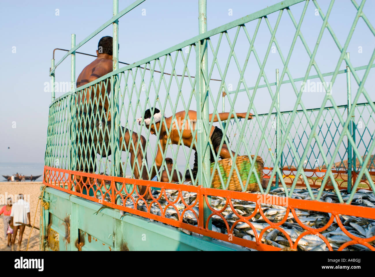 Immagine di stock di Goa pescatori carrello di caricamento con sardine Benaulim Beach in Goa in India per la vendita in Margao Foto Stock Immagine di stock di Goa pescatori carrello di caricamento con sardine Benaulim Beach in Goa in India per la vendita in Margao Foto Stock