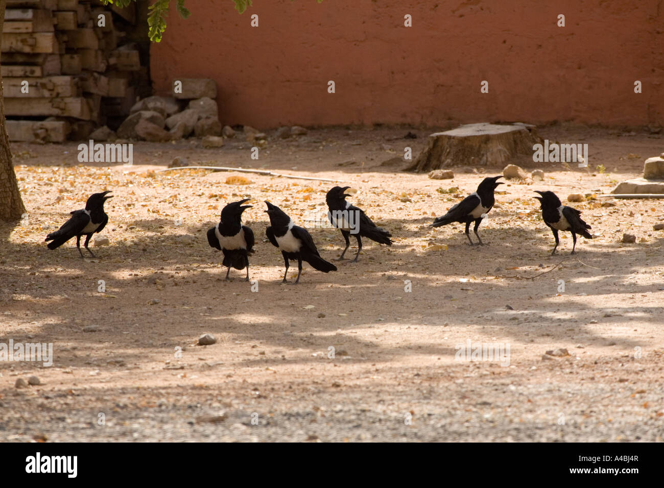 Gruppo di pied crows molestato da nibbio del nord del Ghana Foto Stock