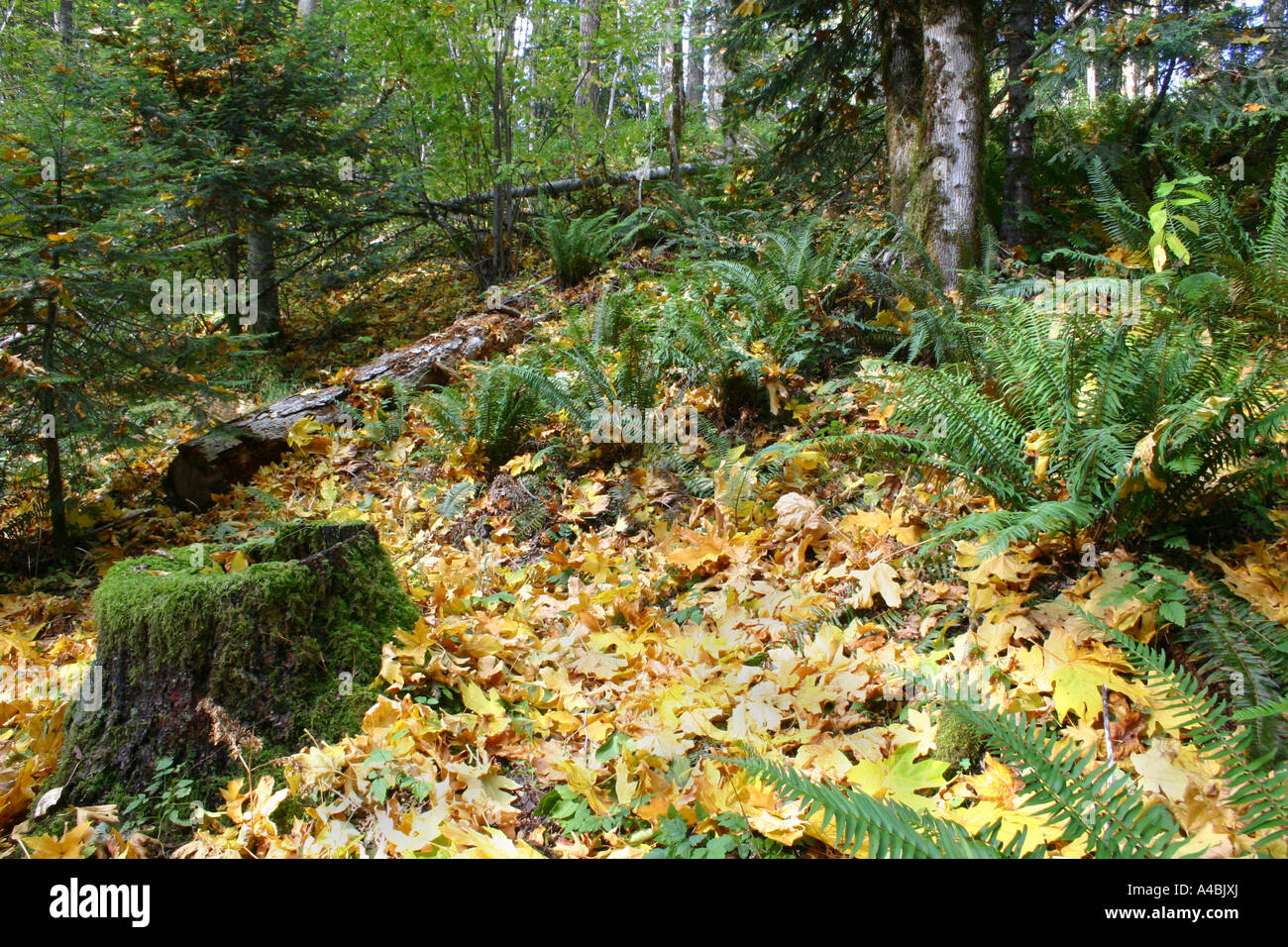 39,022.09346 cadono le foglie della foresta sul pendio di una collina con il moncone caduta Forest Glade - un invitante e un posto caldo per raccogliere i vostri pensieri o schiacciare un pisolino Foto Stock