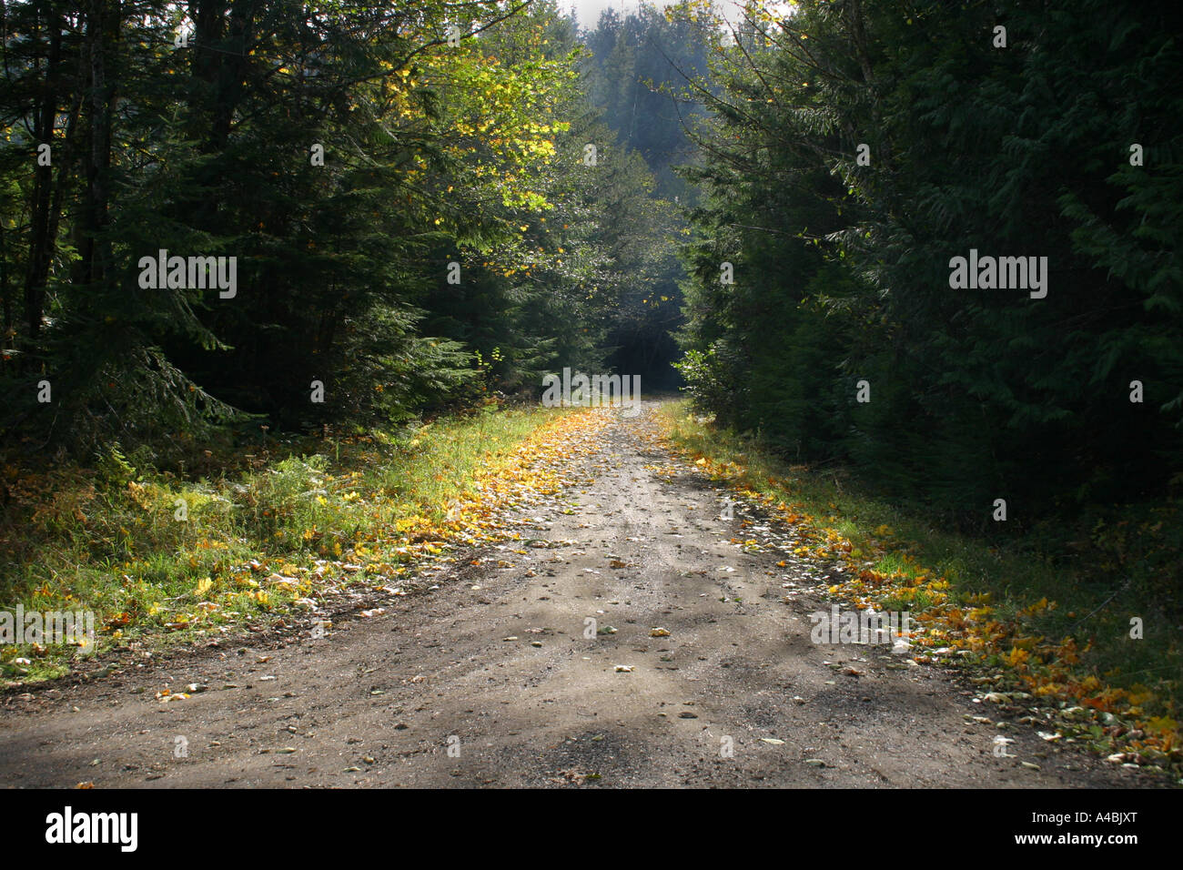 39,022.09367 una piccola tra i boschi di strada sterrata vi chiama a seguire nella foresta Foto Stock