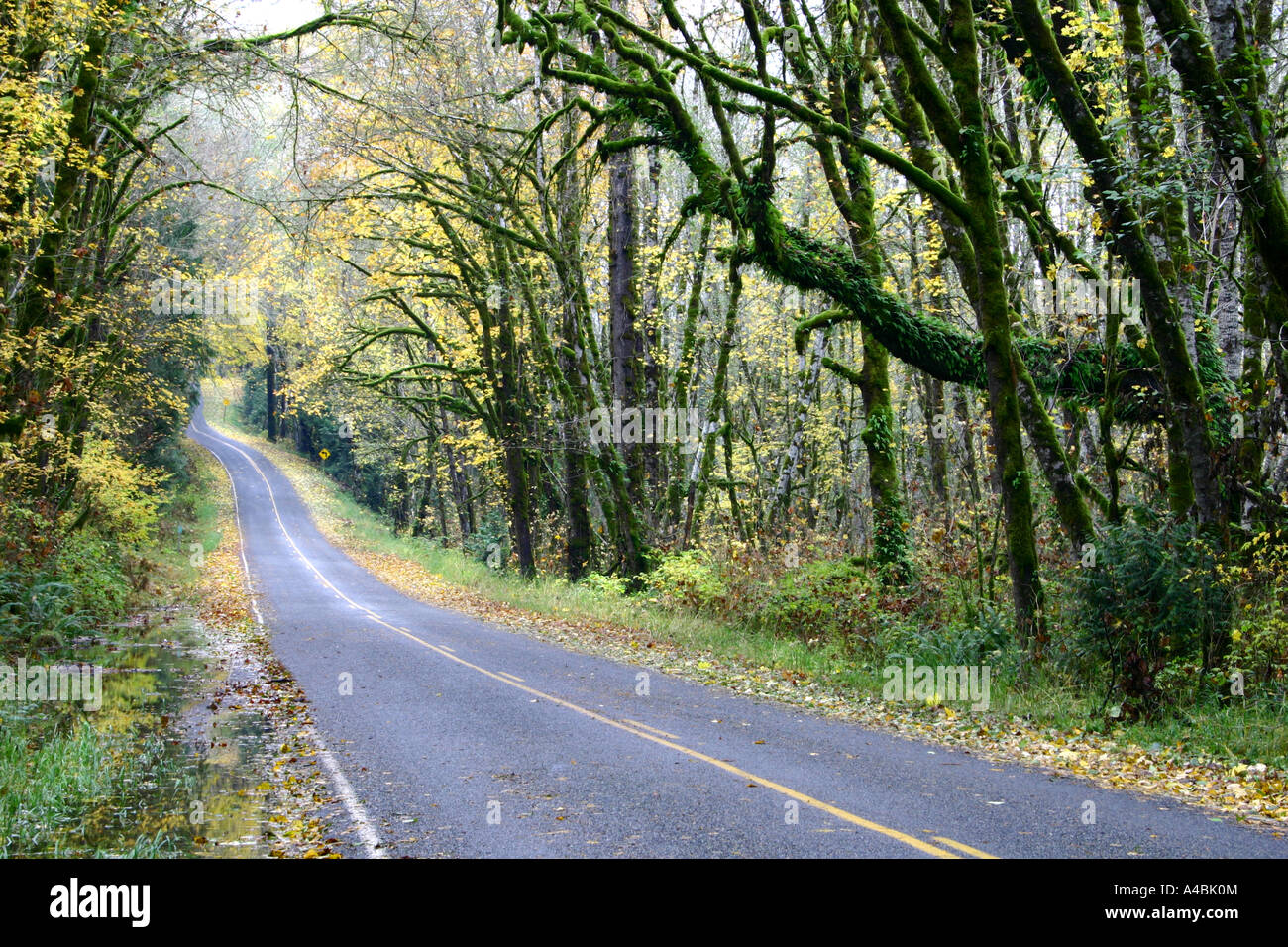39,029.09516 lastricata di piccole dimensioni a due corsie autostrada Back-Road torsioni sotto una caduta Foresta Foto Stock