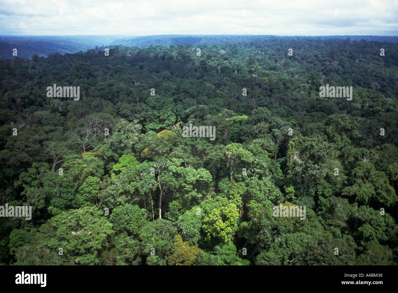 Amazonia, Brasile. Vista aerea della foresta ininterrotta su terreno ondulato; stato di Roraima. Foto Stock