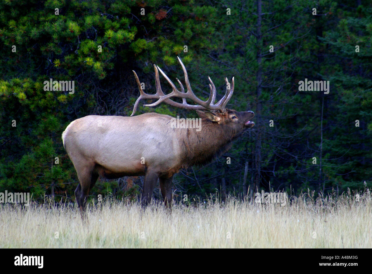 38,615.00755 Bull elk bugling chiamando una sfida in sub-prato alpino nella foresta glade, con 6x6 palchi, collo proteso, re della mandria, righello Foto Stock