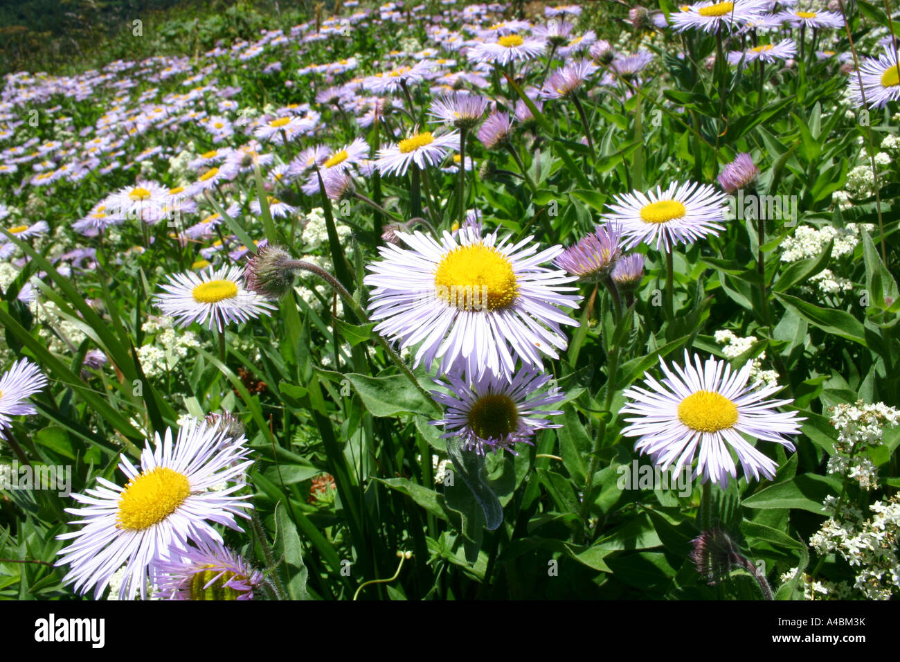 38,918.05572 selvaggio fiore fiori selvaggi composito aster Compositae bianco giallo campo di lavanda prato 1,25 pollici close-up closeup macro Foto Stock