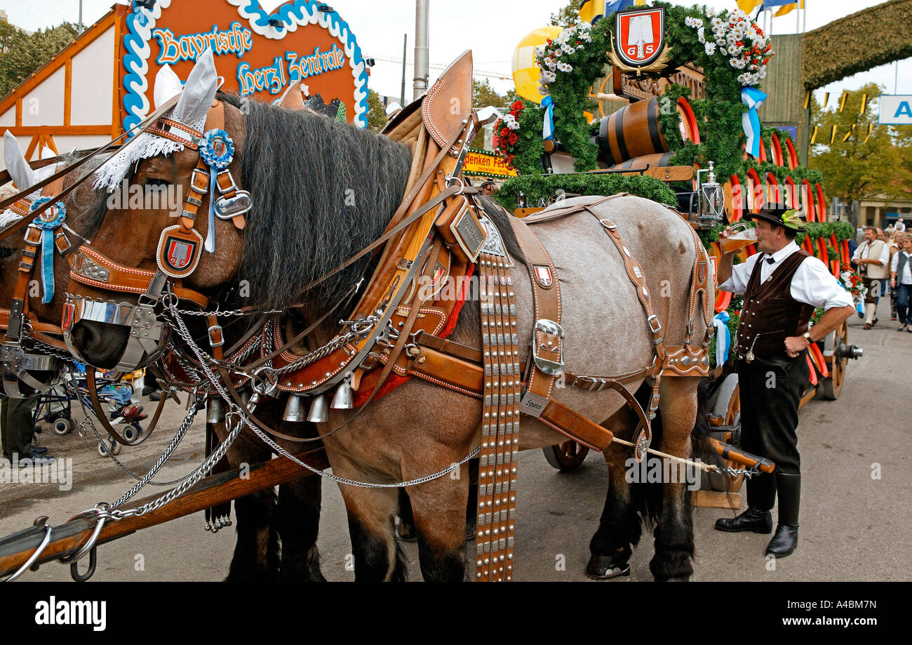 Pferdegespann auf dem Muenchner Oktoberfest, imbrigliato horse team al Oktoberfest a Monaco di Baviera Foto Stock
