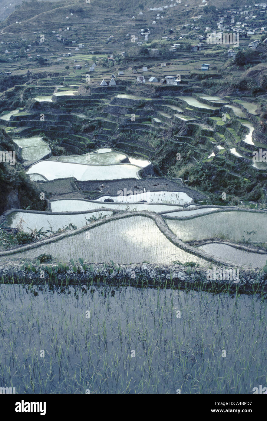 Risaie a terrazze nel villaggio di Mainit, Provincia di montagna, Filippine, 1991 Foto Stock