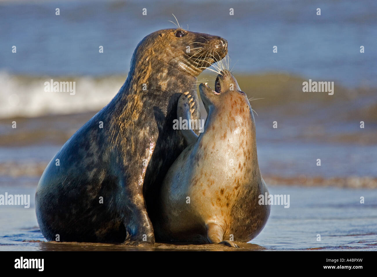 Le guarnizioni atlantico giocando sulle spiagge di Donna Nook, Lincolnshire Foto Stock