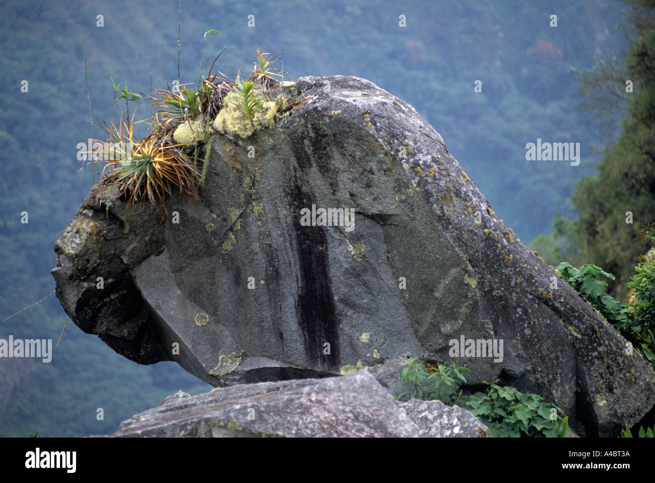 Machu Picchu, Perù. Profilo di una faccia su una roccia, con aria piante e muschi sulla parte superiore. Foto Stock