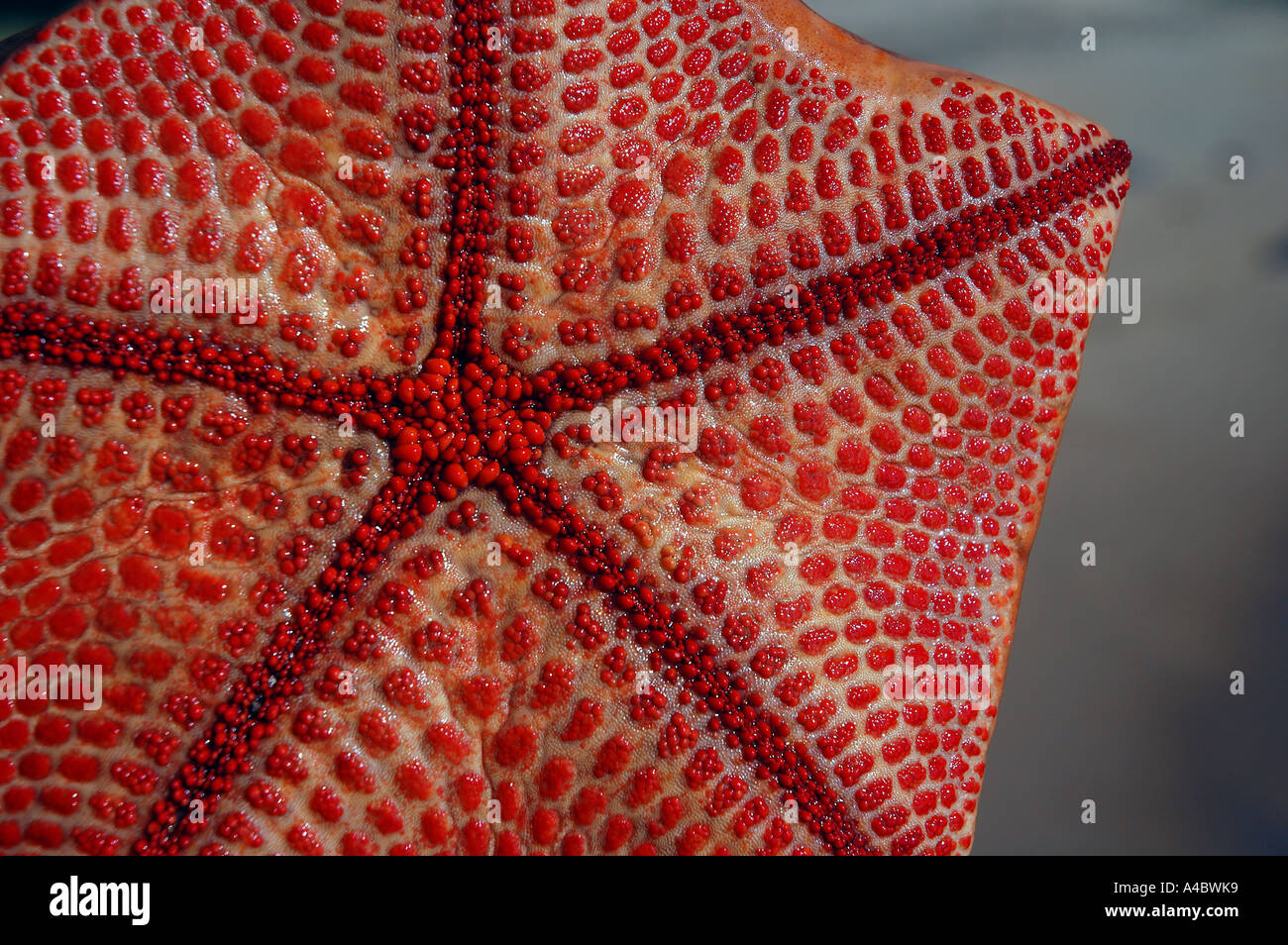 (Ventrale orale) superficie di starfish Culcita sp Tampolo Riserva Marina Penisola Masoala Madagascar Foto Stock