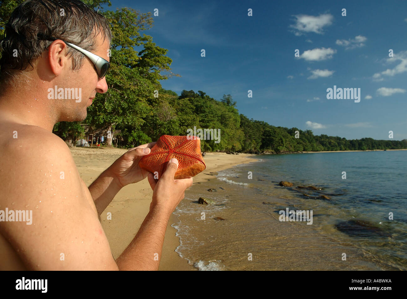 Ecoturista esaminando starfish Culcita sp Foto Stock