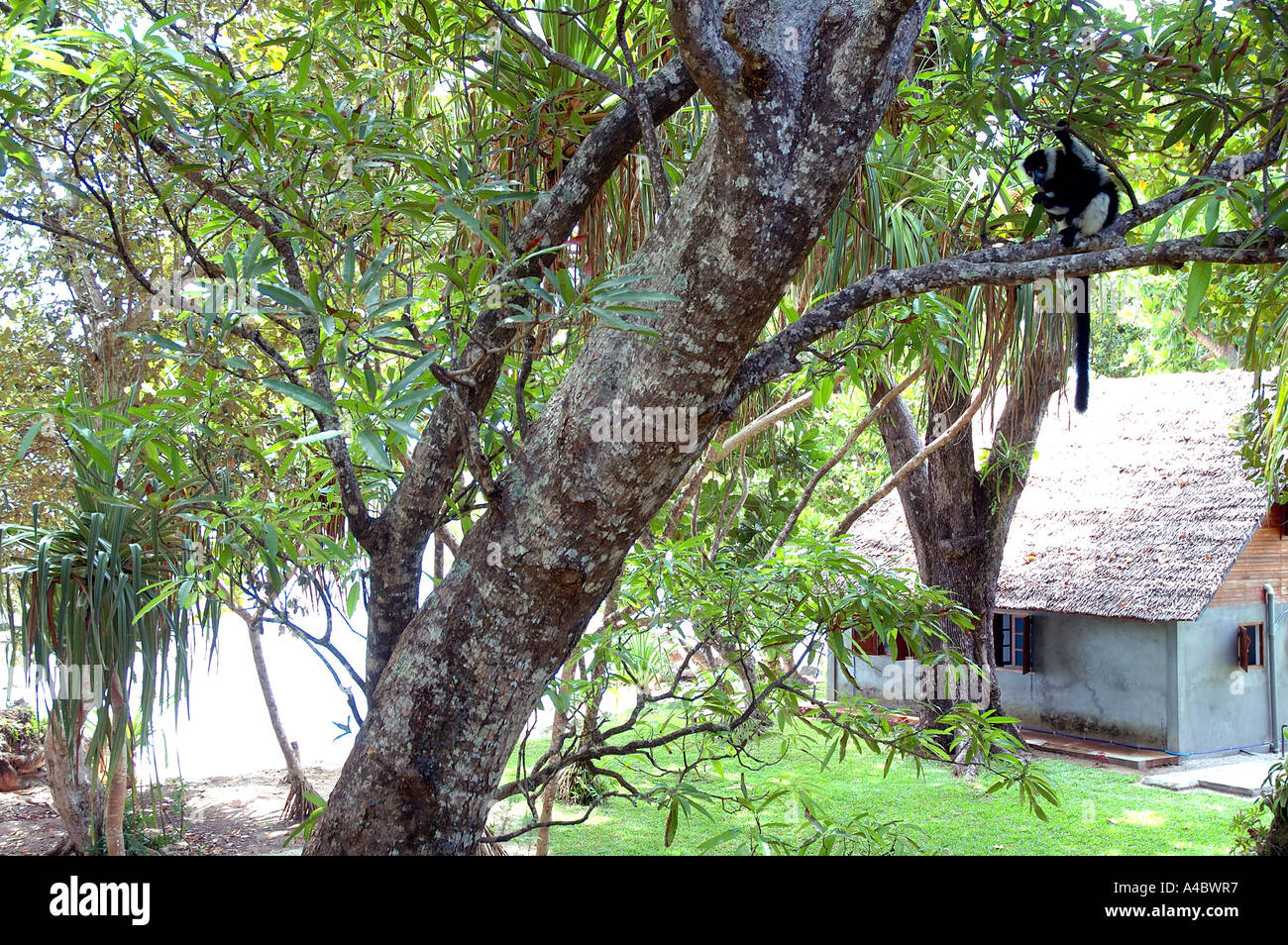 Lemuri in mango tree in villaggio locale Foto Stock