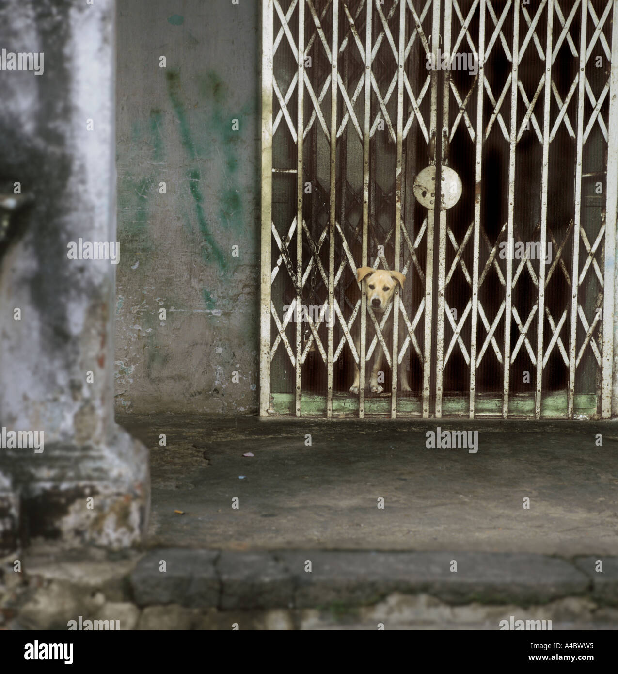 Cane con la testa attraverso il cancello di sicurezza, Singapore Asia Foto Stock