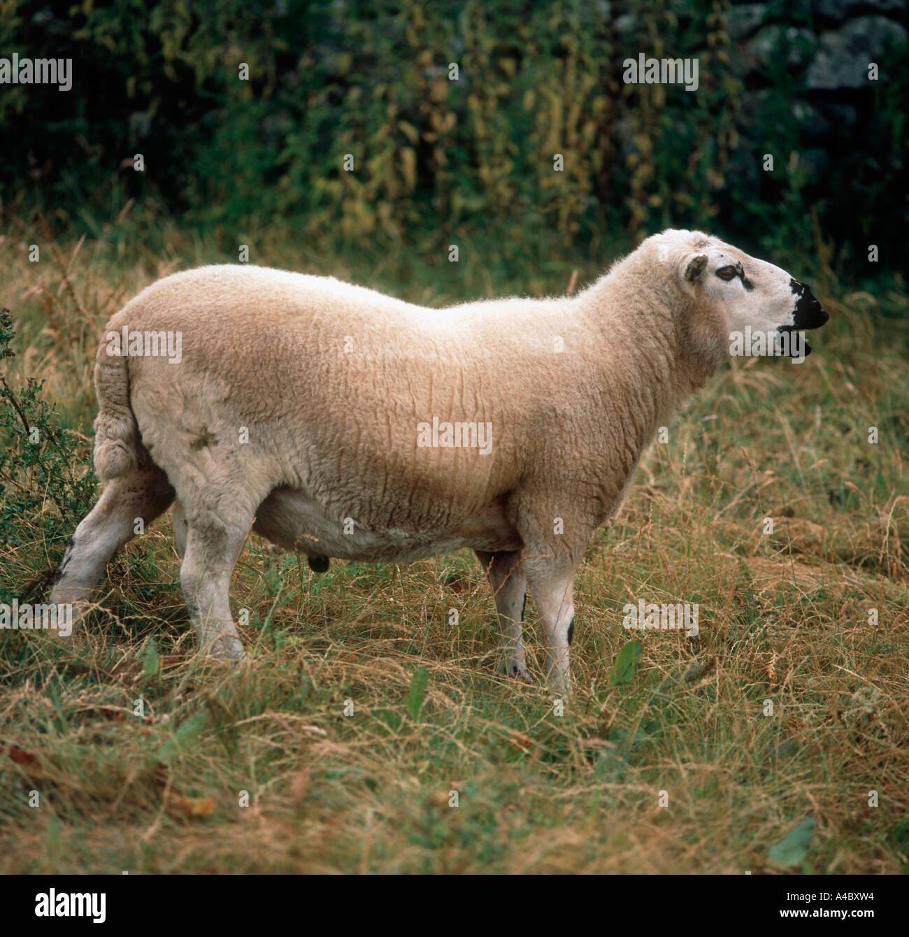 Close up di Kerry Hill ram in erba ruvida nel Parco Nazionale di Snowdonia Foto Stock