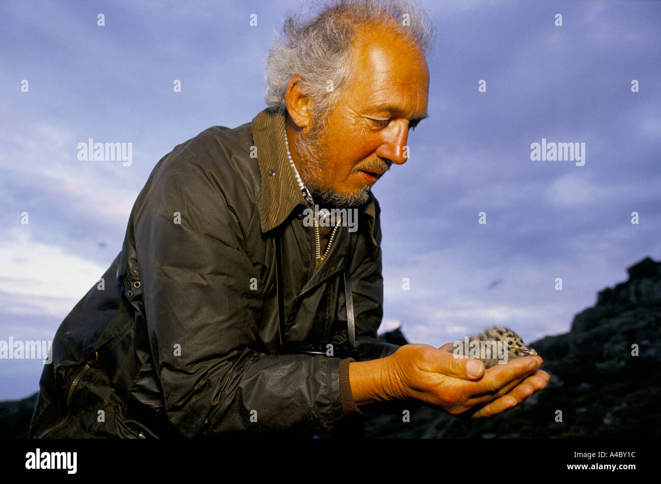 La Skerries, RSPB protezione degli uccelli, il Mare d' Irlanda Inghilterra: un operaio a guardare oltre roseate tern detiene un pulcino nelle sue mani Foto Stock