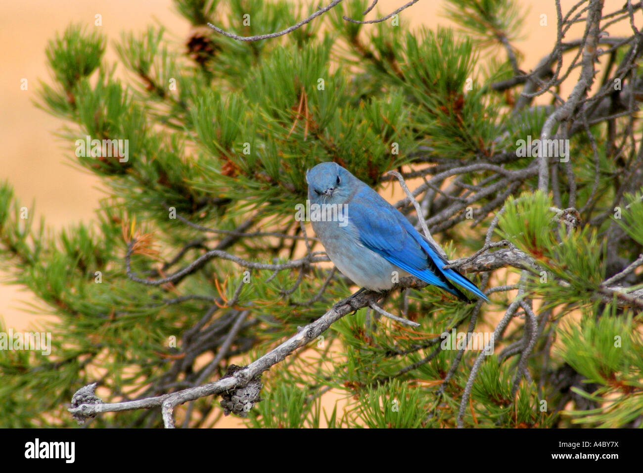 Mountain blue bird, il parco nazionale di Yellowstone, wyoming Foto Stock