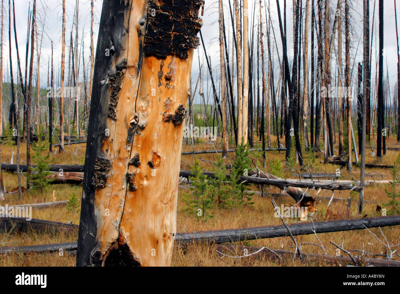 Foresta bruciato, il parco nazionale di Yellowstone, wyoming Foto Stock