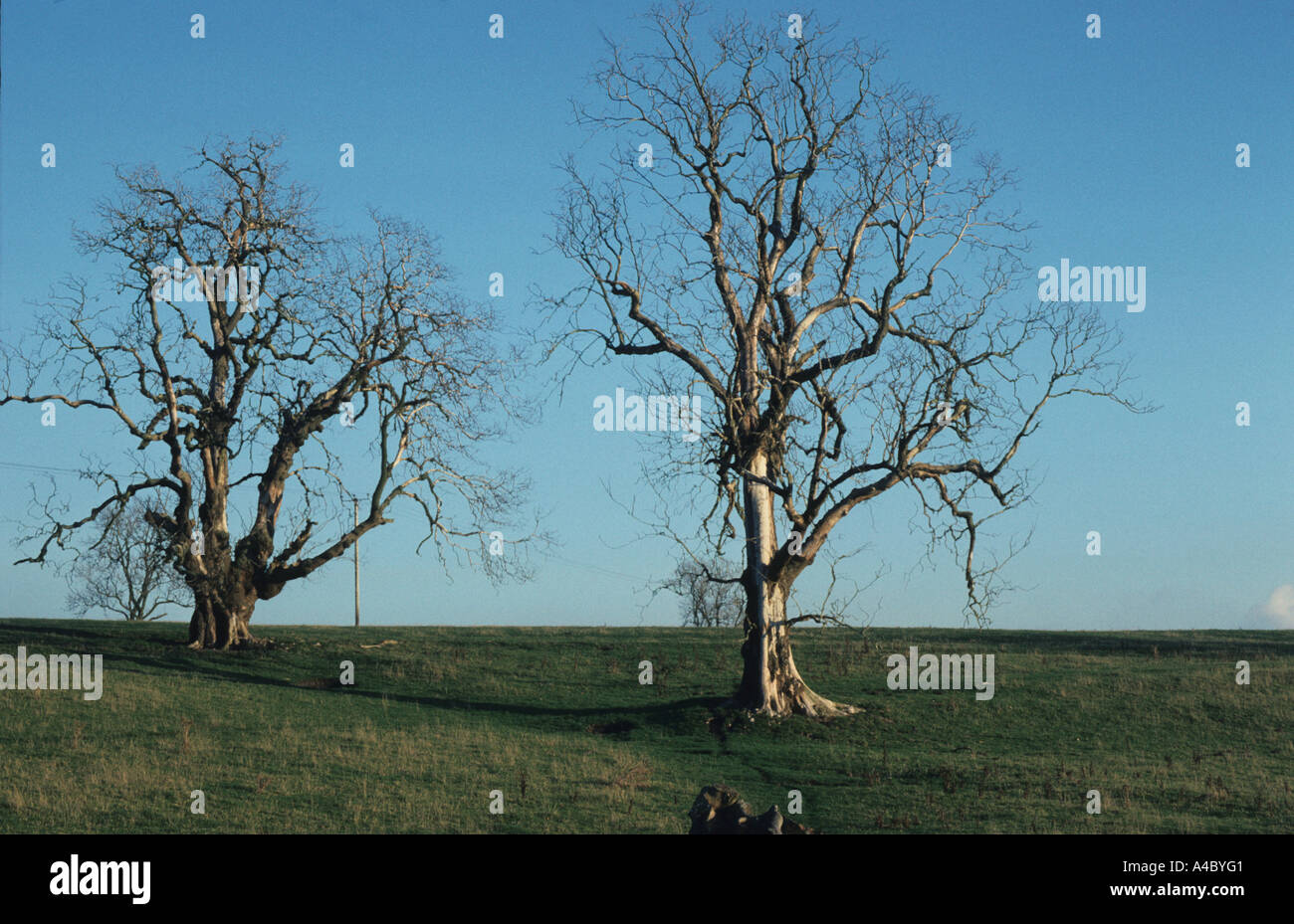 Dead Elm Ulmus spp alberi uccisi dalla malattia dell'olmo olandese Ceratocystis ulmi Foto Stock