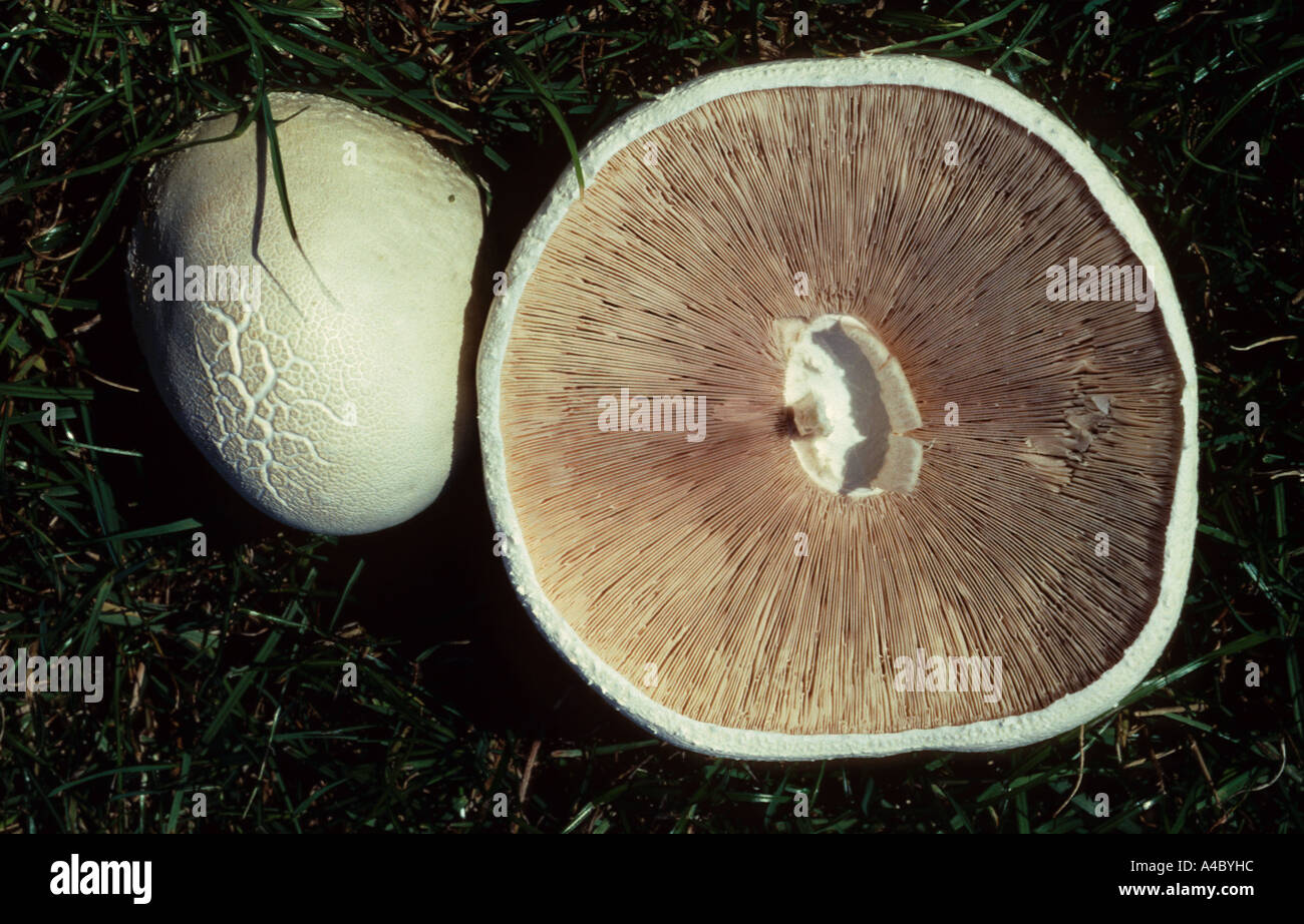Cavallo di funghi Agaricus arvense, che cresce in un campo e capovolto per mostrare le branchie Foto Stock