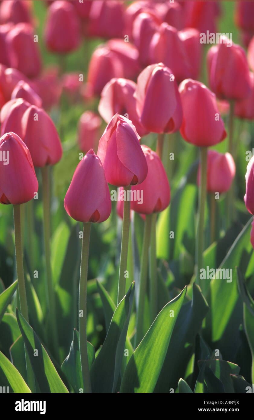 I tulipani in Tulip Flower Garden Foto Stock