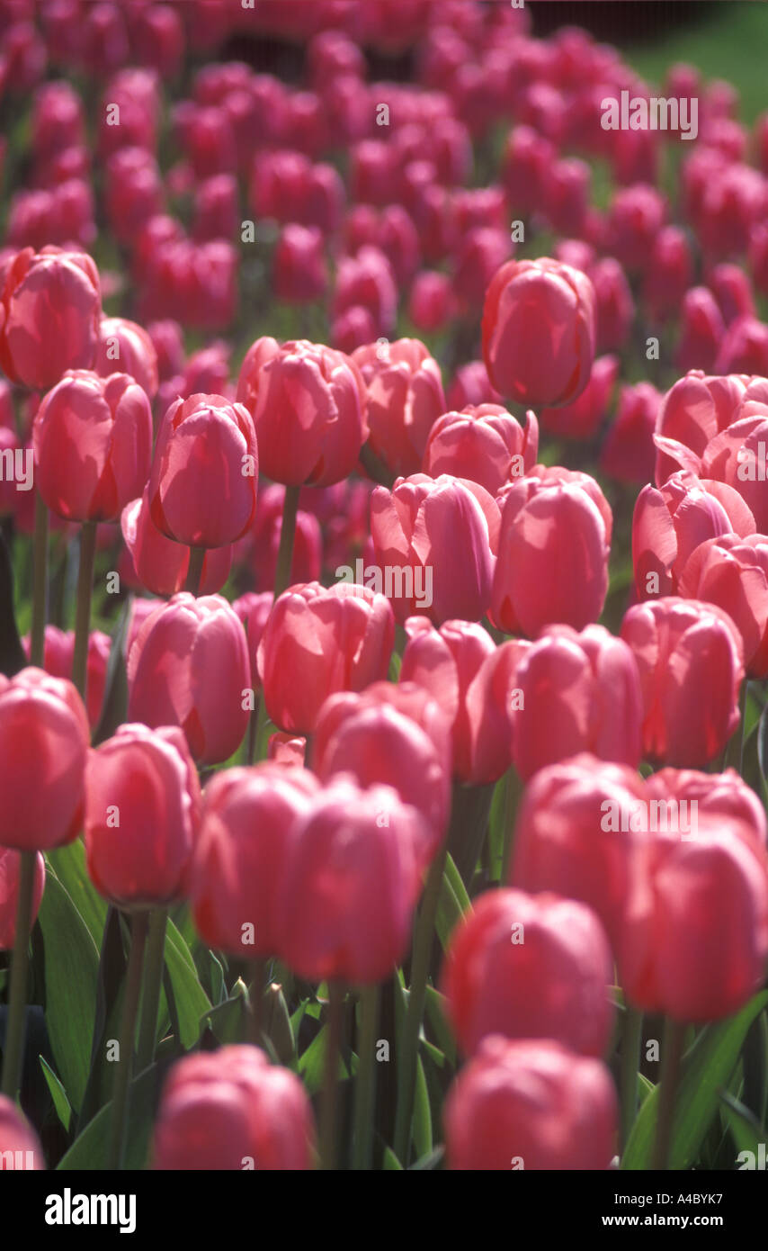 I tulipani in Tulip Flower Garden Foto Stock