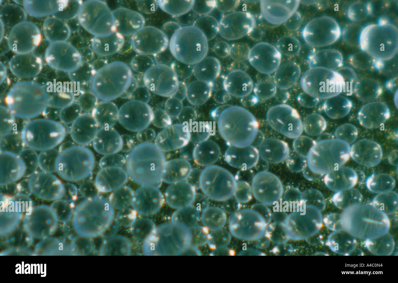 Vescicole foglia presente sulla superficie dei giovani Fat Hen Chenopodium album leaf Foto Stock