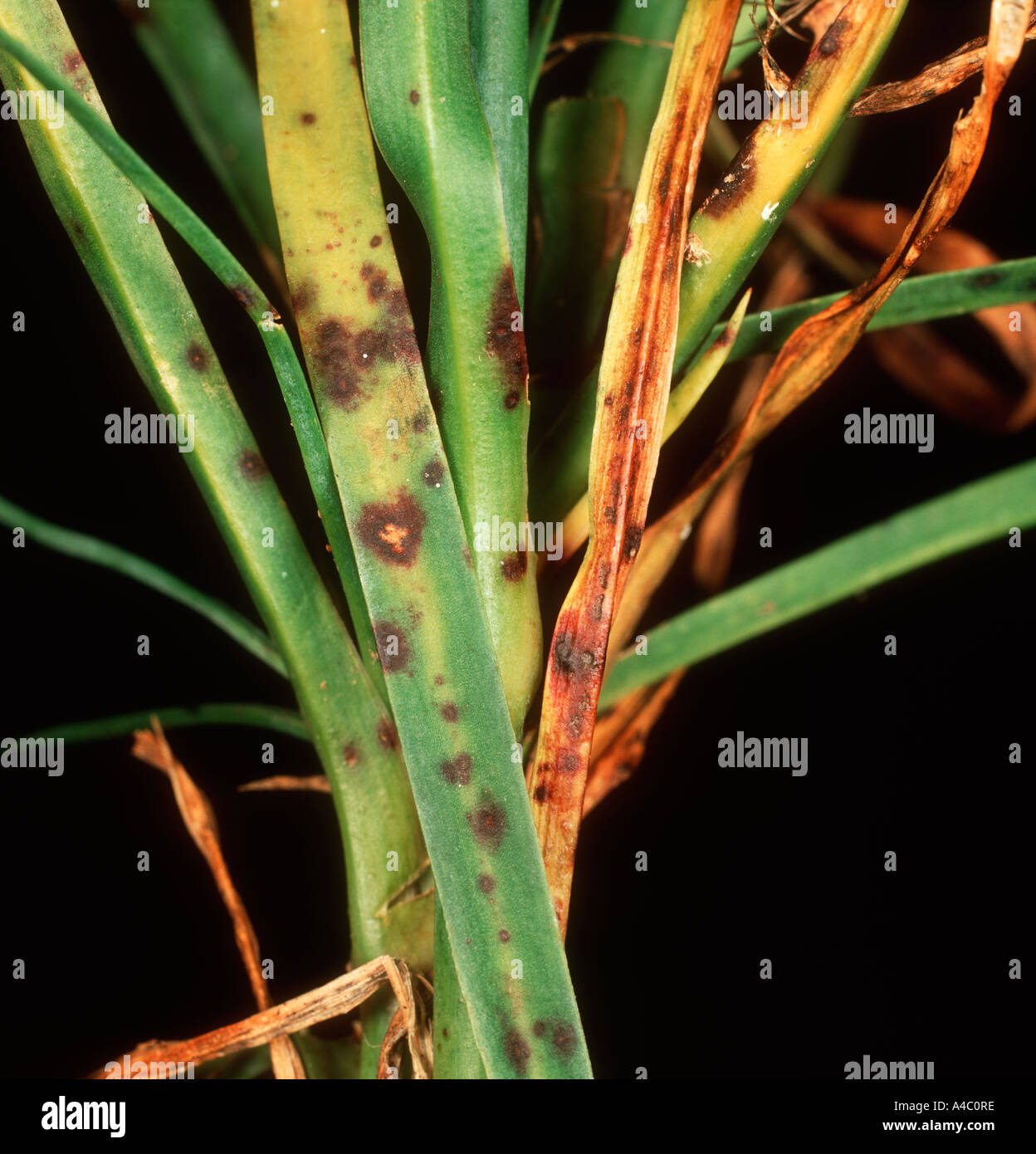 Dianthus che macchia di foglia Septoria dianthi su Garofano Dianthus spp lascia stelo Foto Stock