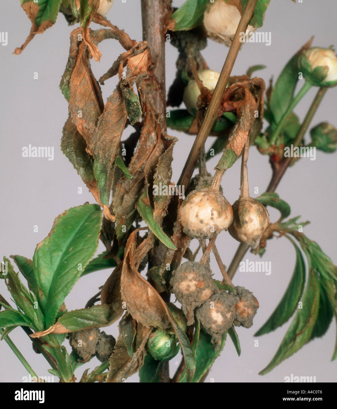 Blossom wilt Monilinia laxa malato boccioli di fiori sul Prunus glandulosa Foto Stock