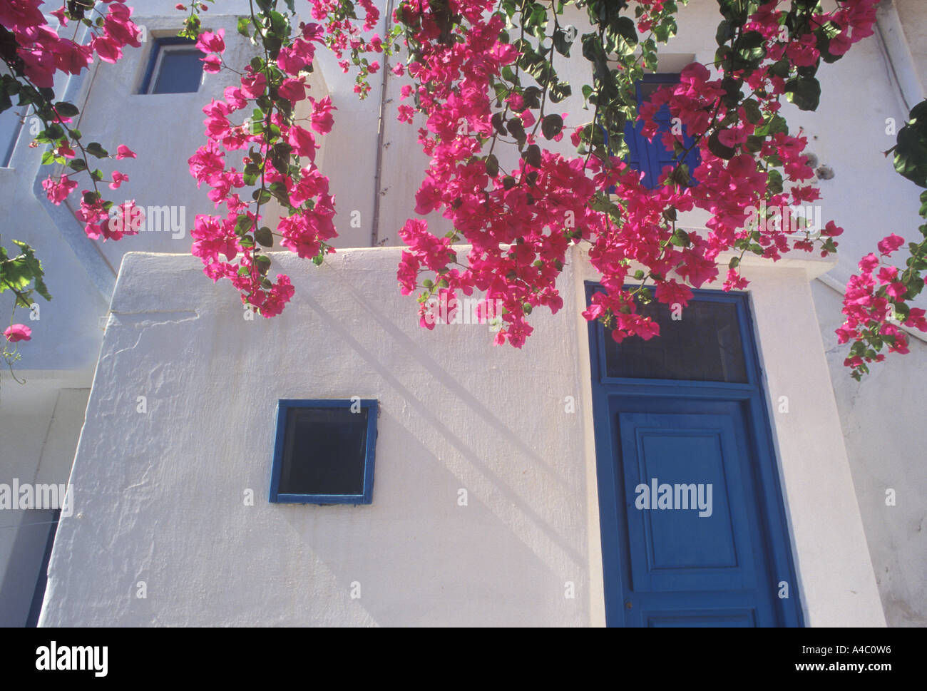 Fiori di colore rosa e sportello, Mykonos, Grecia Foto Stock