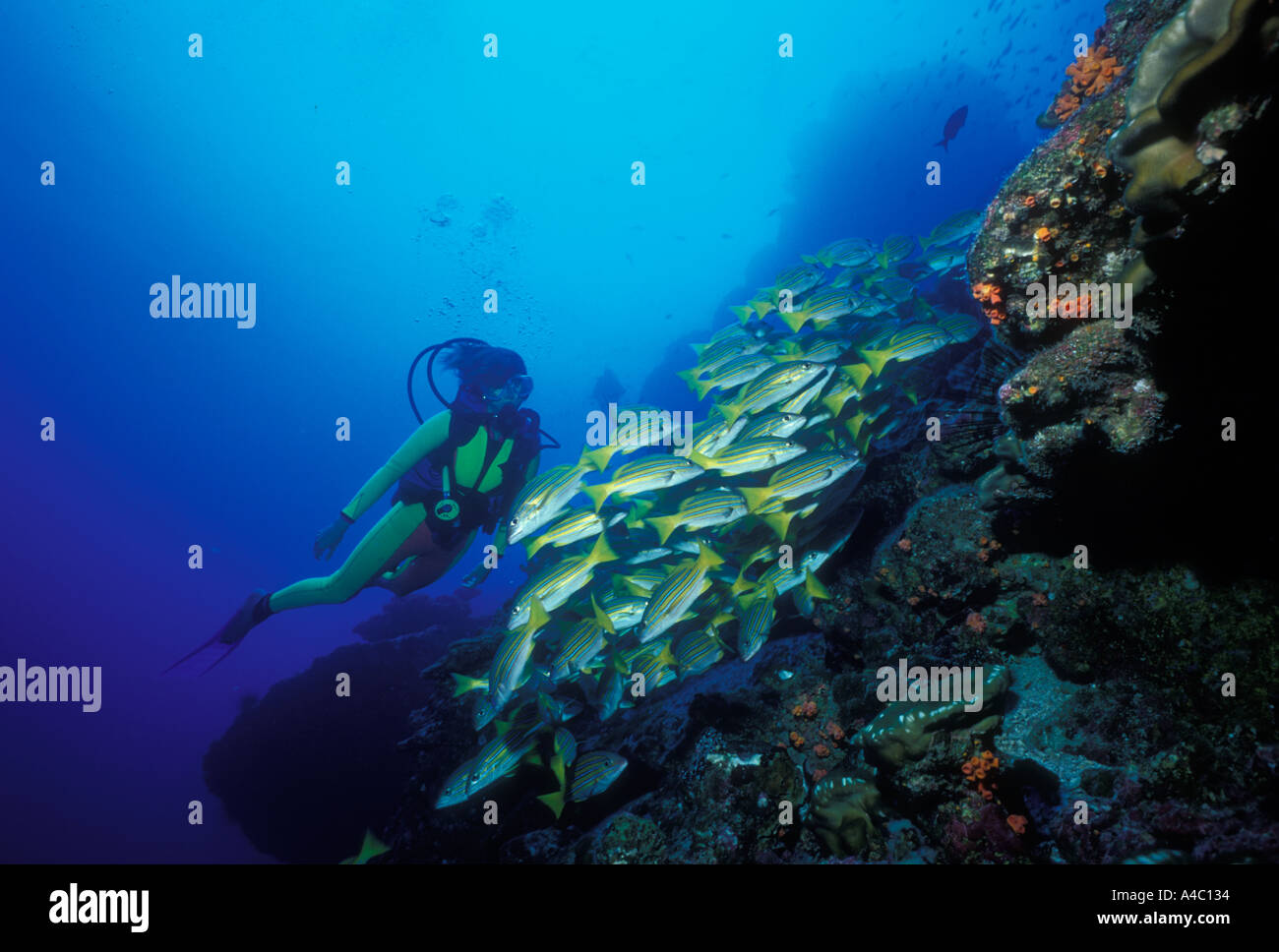 Subacqueo e foderato blu SNAPPER LUTJANUS KASMIRA COCOS Foto Stock