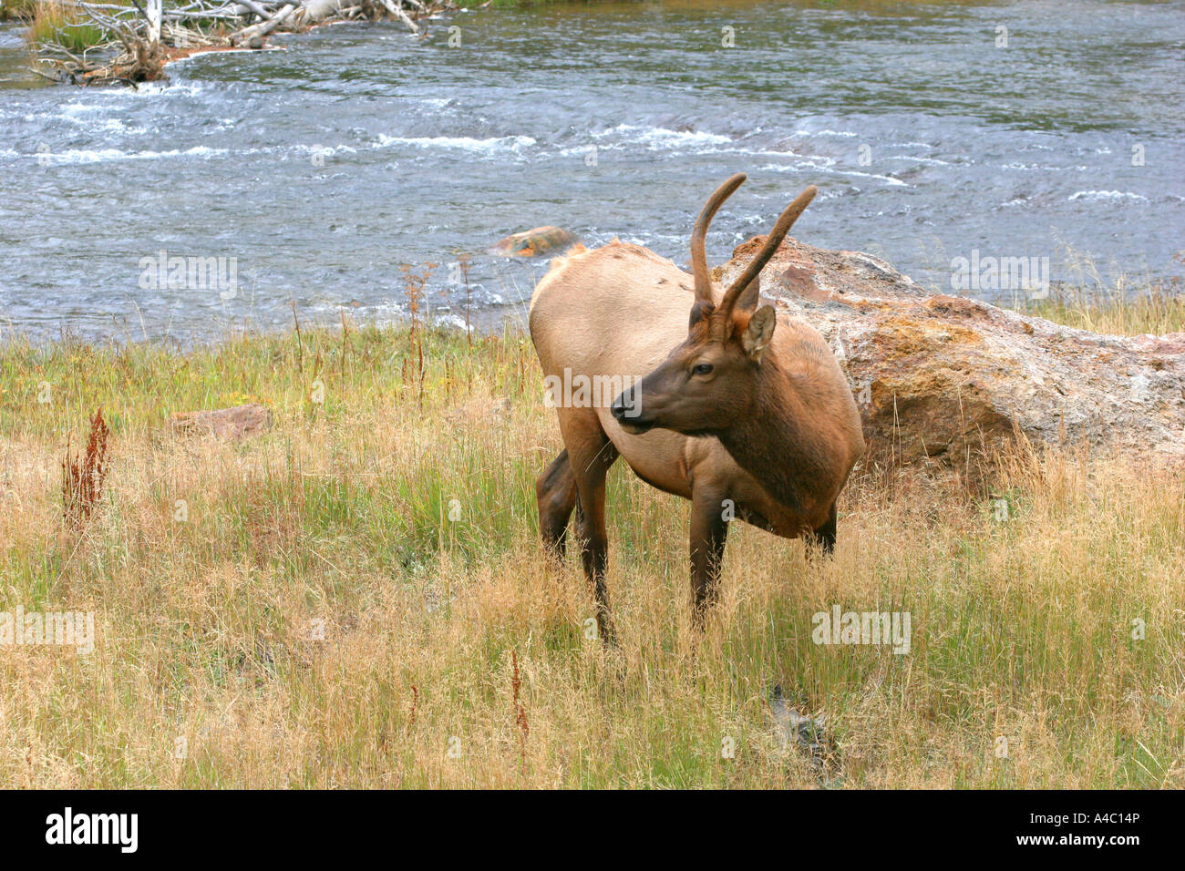 Giovane maschio elk, il parco nazionale di Yellowstone, wyoming Foto Stock