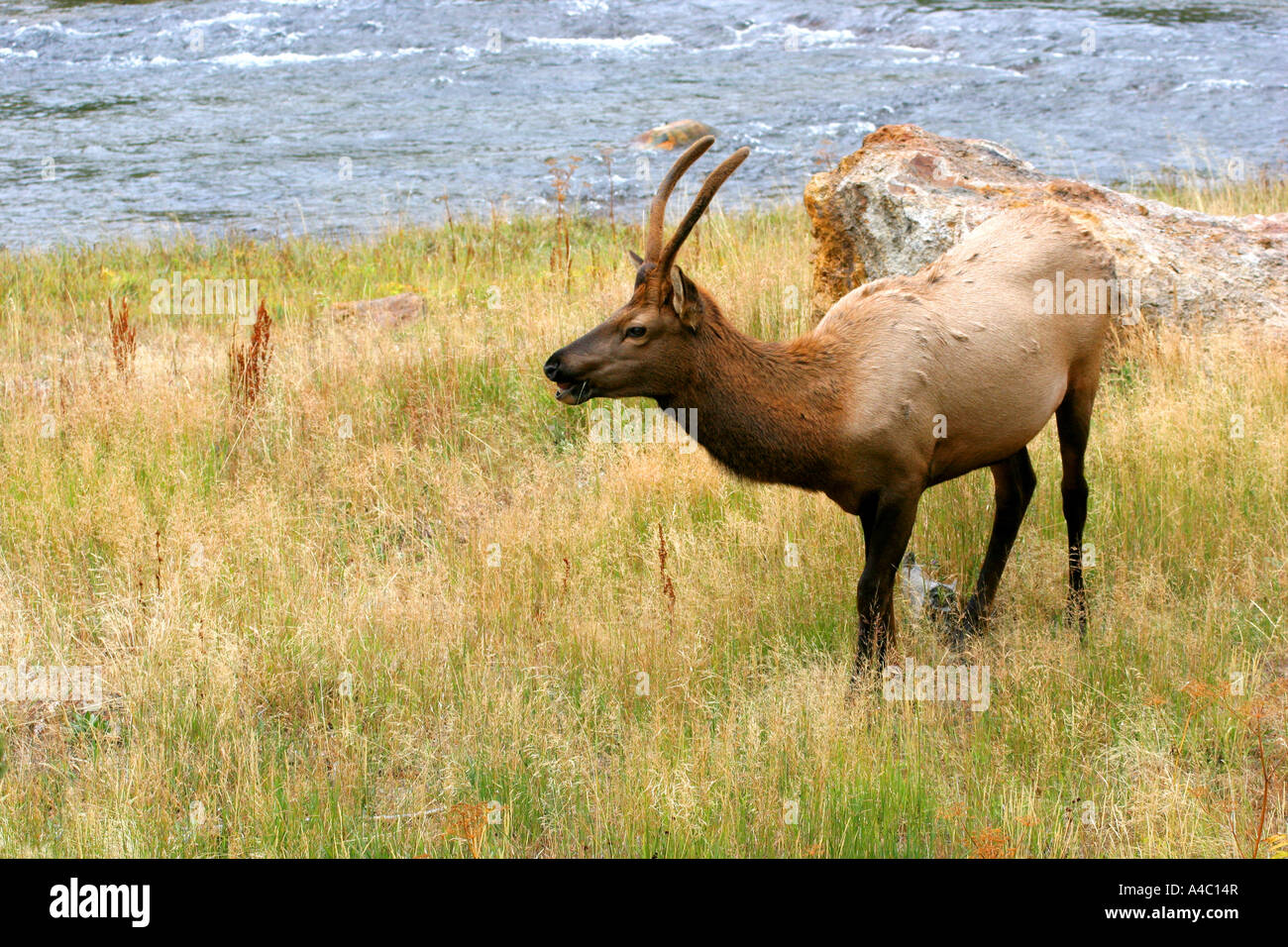 Giovane maschio elk, il parco nazionale di Yellowstone, wyoming Foto Stock